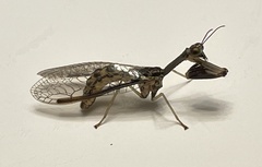 Dicromantispa sayi