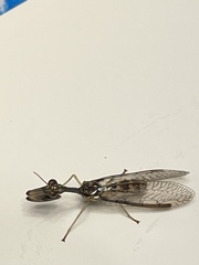 Dicromantispa sayi