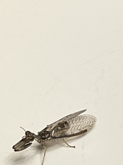 Dicromantispa sayi