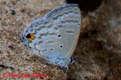 Catochrysops strabo strabo