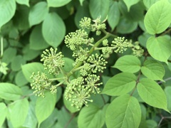 Aralia cordata