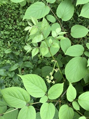Aralia cordata