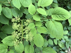 Aralia cordata