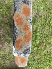 Rufoplaca arenaria
