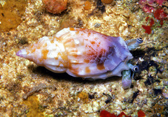 Tridentarius dentatus