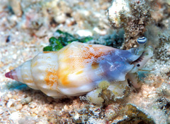 Tridentarius dentatus