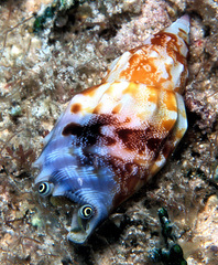 Tridentarius dentatus