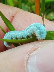 Monostegia