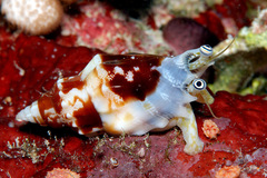 Tridentarius dentatus