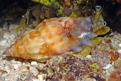 Tridentarius dentatus