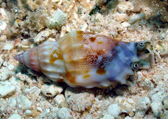 Tridentarius dentatus