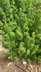 Malvaviscus arboreus