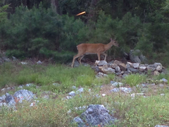 Odocoileus virginianus virginianus