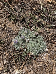 Lupinus breweri bryoides