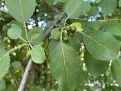 Rhamnus cathartica