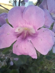 Bignoniaceae