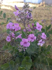 Bignoniaceae