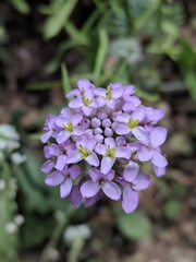Iberis umbellata