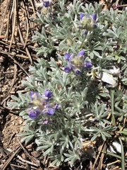 Lupinus breweri bryoides