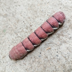 Eumorpha typhon