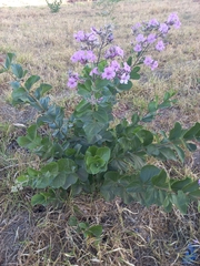 Bignoniaceae