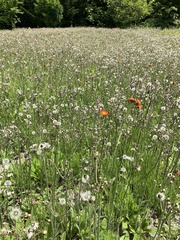 Pilosella aurantiaca