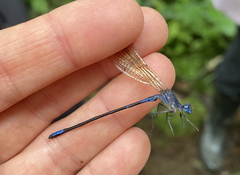 Argia terira