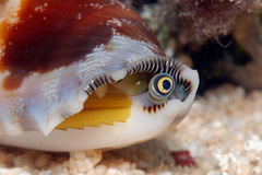 Tridentarius dentatus