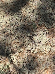 Eriogonum kennedyi austromontanum