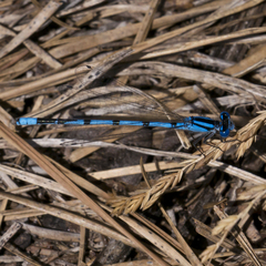 Enallagma doubledayi