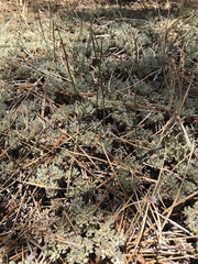 Eriogonum kennedyi austromontanum