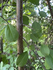 Rhamnus cathartica