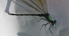 Lestes eurinus