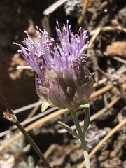 Monardella linoides oblonga