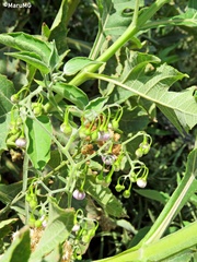 Solanum dulcamaroides