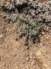 Monardella linoides oblonga