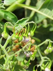 Solanum dulcamaroides