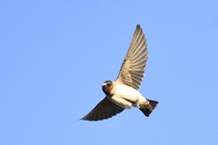 American Cliff Swallow photo 2