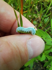 Monostegia