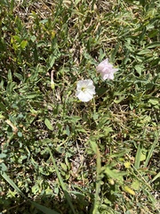 Convolvulus arvensis
