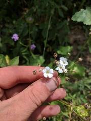 Gypsophila elegans