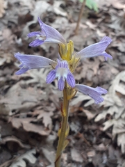 Phelipanche aegyptiaca