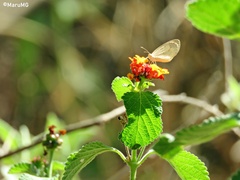 Eurema daira sidonia