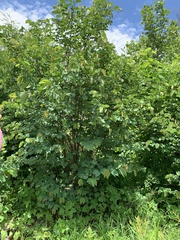 Bauhinia ungulata