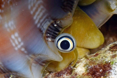 Tridentarius dentatus