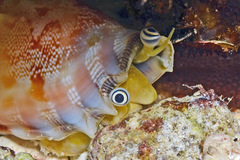 Tridentarius dentatus