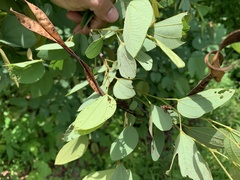 Bauhinia ungulata