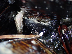 Cucumaria pseudocurata