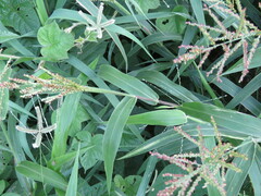 Urochloa fusca