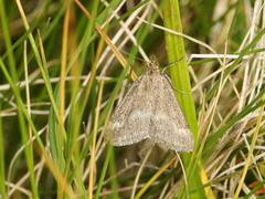 Pyrausta aerealis
